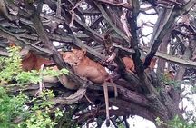 4 Day, Amazing Wildlife and Crater Lake Hiking