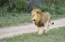 Kruger National Park Morning Game Drive from Hazyview