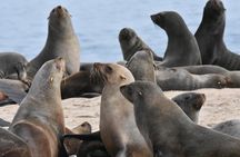 Sandwich Harbour Adventure: Seals and Sandwich harbour dune drive