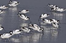 Sandwich Harbour Adventure: Seals and Sandwich harbour dune drive
