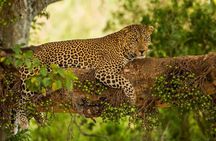 5 Days Kenya Masai Mara and Lake Nakuru Private Tour
