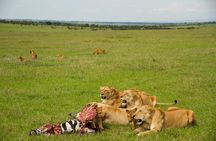 10 days family safari Tanzania