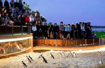 1 Day Exclusively Private Tour Of Phillip Island & The Penguin Parade 