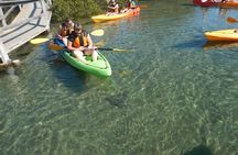 Batemans Bay Glass-Bottom Kayak Tour Over 2 Relaxing Hours