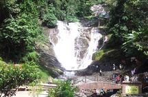 Full-day Cameron Highlands & Batu Caves Tour from Kuala Lumpur