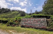 Cameron Highlands Full-Day Nature Tour 