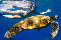 Turtle Town Clear Kayak & Snorkel Tour (10:30am-1pm)