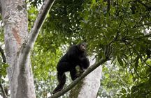6 Day Gorilla tracking and Wildlife Safari