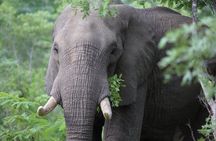 6-Day Masai Mara, Nakuru, Amboseli Budget Joining Safari