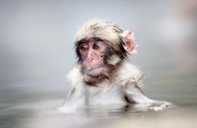 1-Day Snow Monkeys & Snow Fun in Shiga Kogen Tour