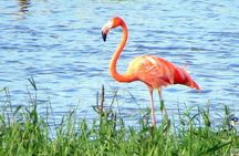 6-Day Masai Mara, Nakuru, Amboseli Budget Joining Safari