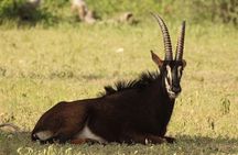 6-Day Masai Mara, Nakuru, Amboseli Budget Joining Safari