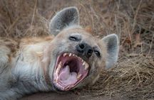 3-Days 2 Night Amazing Amboseli Experience. 
