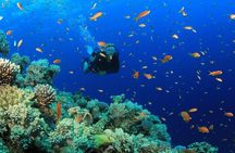 Diving (For Beginner diver) - Pattaya 
