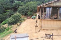 Kyoto Arashiyama & Golden Pavilion One-Day Walking Tour