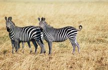 3-Days 2 Night Amazing Amboseli Experience. 
