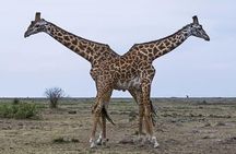 3-Days 2 Night Amazing Amboseli Experience. 