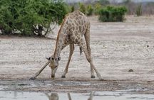 chobe Day trip