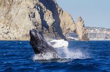 Humpback Whales in Cabo San Lucas