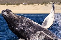 Humpback Whales in Cabo San Lucas