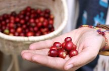 Medellín Hands-on Coffee Tour
