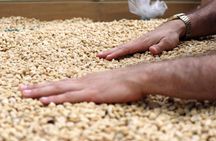 Medellín Hands-on Coffee Tour
