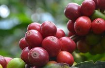 Coffee Tour, Sighting Pereira
