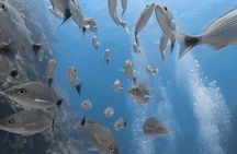 Advanced Open Water Dive Certification in Tamarindo