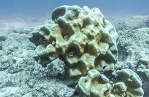 Advanced Open Water Dive Certification in Tamarindo