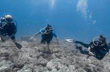Catalina Island Diving Tour From Tamarindo - Certified Only