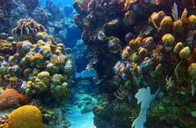 Roatan 1 Tank Shore Dive, Sloth & Monkey Park, City Tour plus Transportation