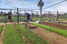 Hoi an Tra Que vegetable village & cooking class