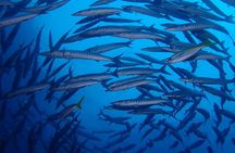 Koh Samui 2-Dive Trip to Sail Rock for certified divers