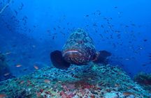 Koh Samui 2-Dive Trip to Sail Rock for certified divers