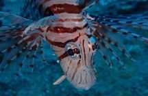 Chumphon Pinnacle-Koh Tao 2 dive trip for certified divers