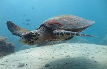 Koh Tao 2-Dive Day Trip from Koh Samui for certified divers