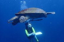 Koh Tao 2-Dive Day Trip from Koh Samui for certified divers