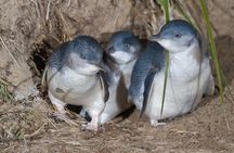 1 Day Exclusively Private Tour Of Phillip Island & The Penguin Parade 