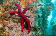 Snorkeling tour around the Isola Bella Nature Reserve