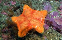 Snorkeling tour around the Isola Bella Nature Reserve