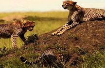 3 days masai mara safari from Nairobi