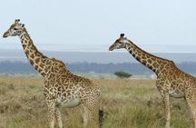 3 days masai mara safari from Nairobi