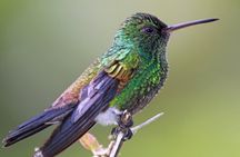 Bird Sanctuaries Tour