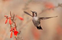 Bird Sanctuaries Tour