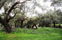 Leisurely Tour of Corfu