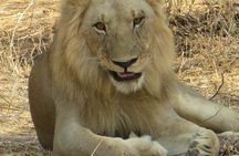Tarangire National park and Lake Manyara National park 