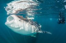Whale-Shark Snorkeling Excursion to La Paz