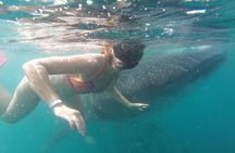Whale-Shark Snorkeling Excursion to La Paz