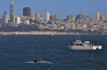 San Francisco Golden Gate Whale Watching Tour