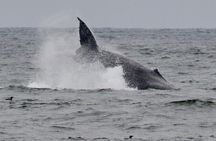 San Francisco Golden Gate Whale Watching Tour